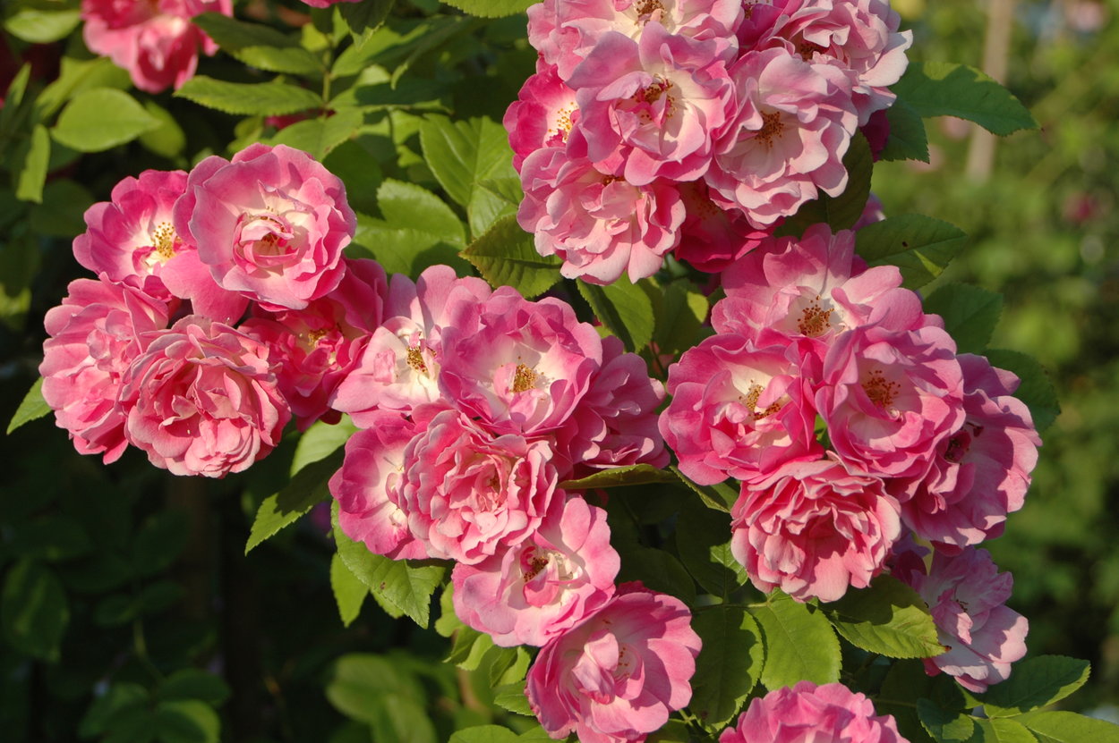rose-Mrs FW Flight