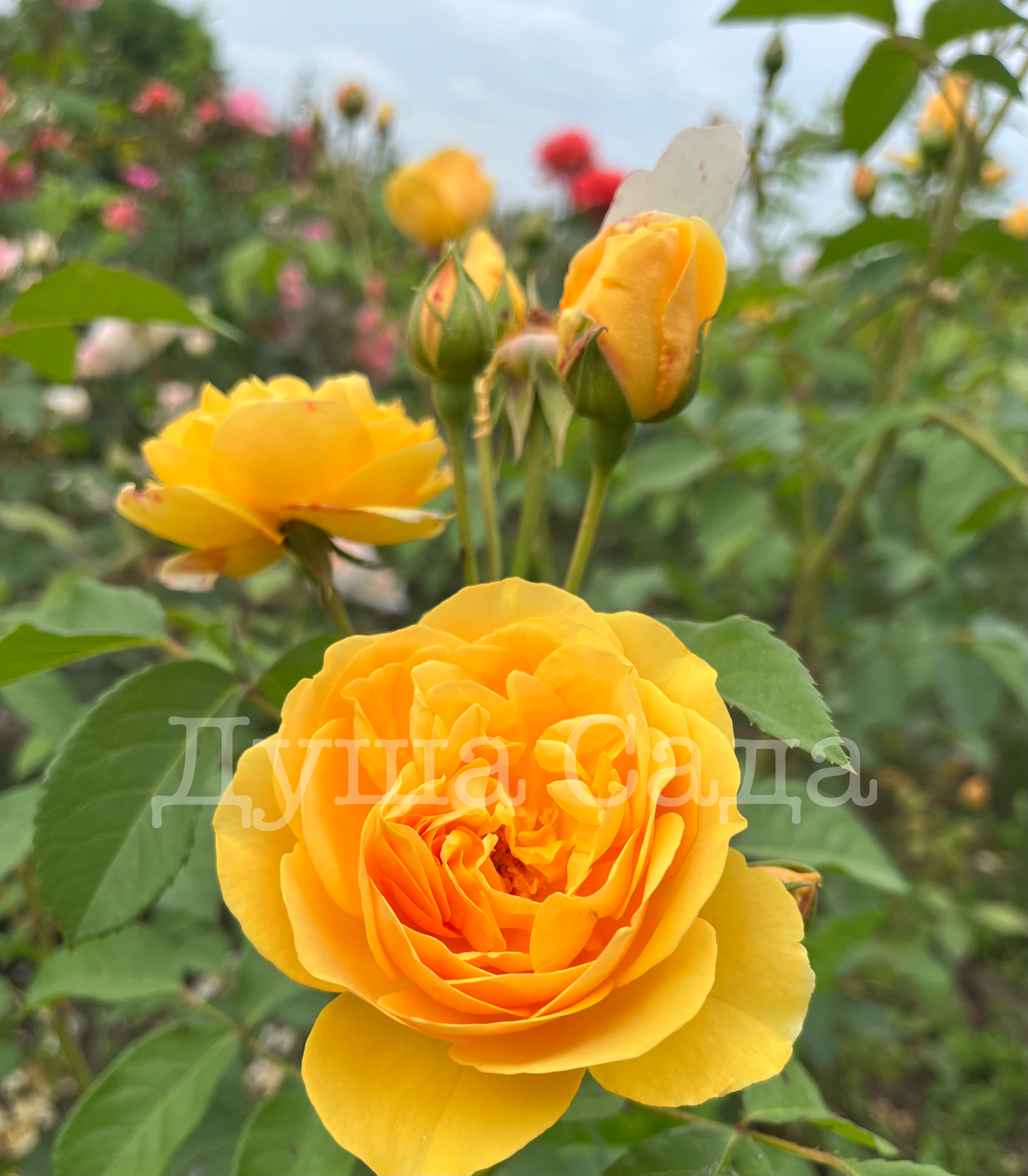 3D225088-F3EF-49BA-B0D2-A19C4F6FAB2F