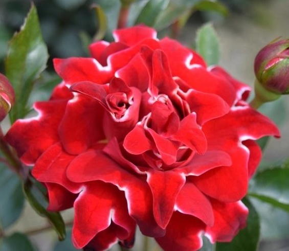 Red-Lady-Ruffles-1