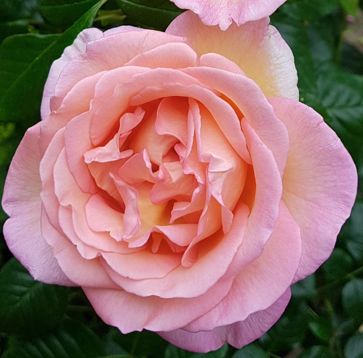 Rosa+’Sweet+Syrie’-Harkness