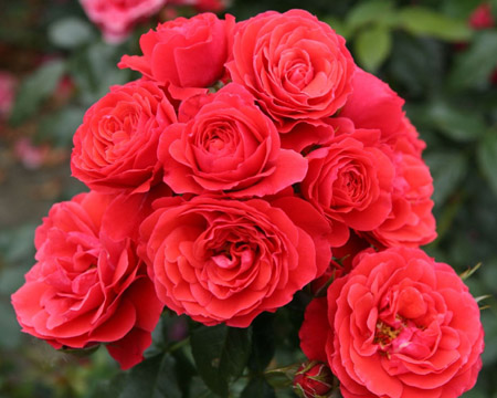 cherri-gerl-1