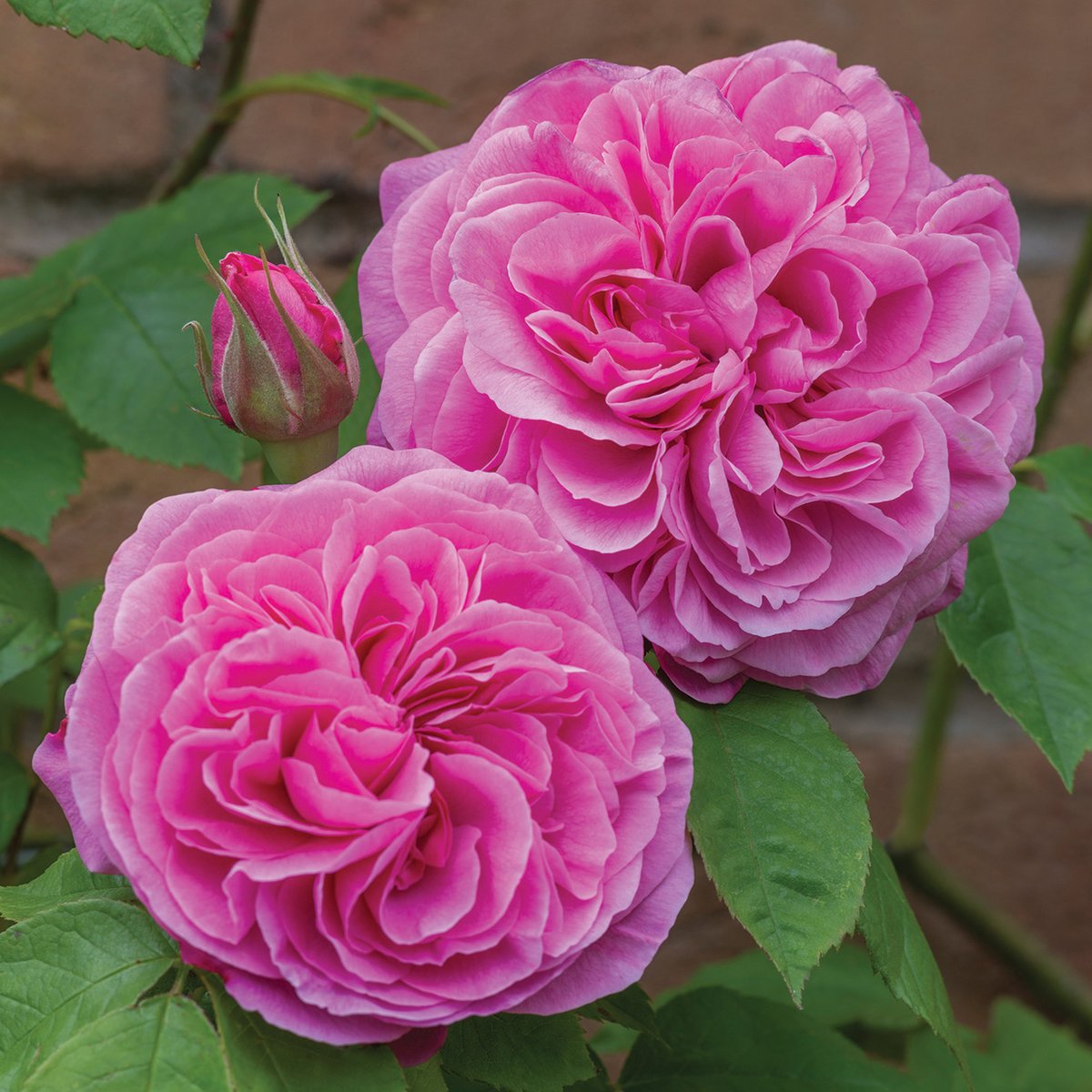 gertrude-jekyll-1