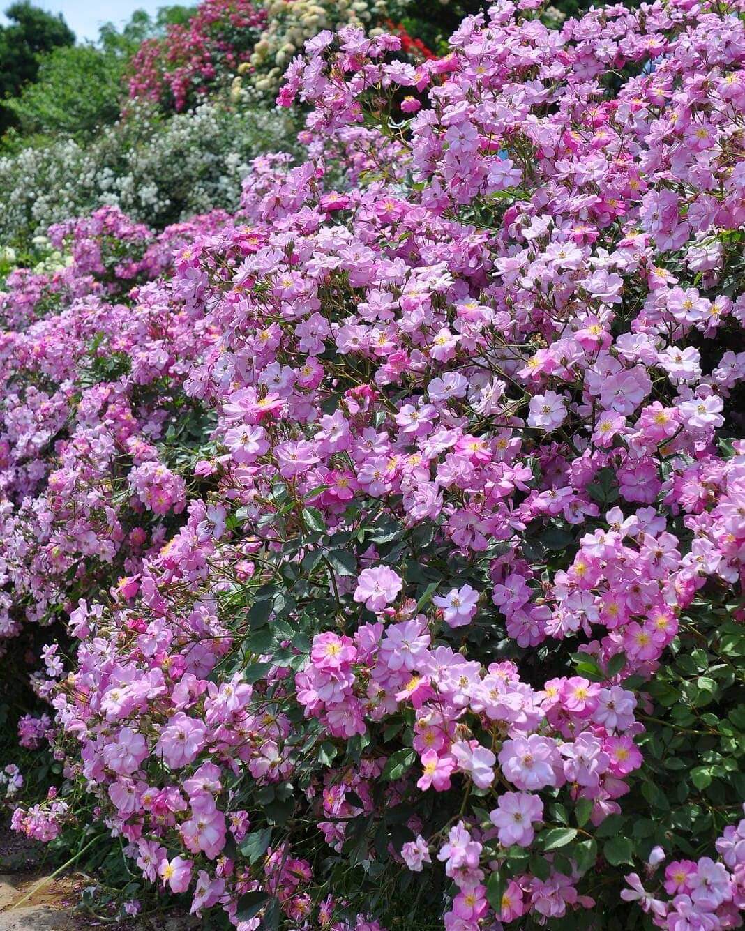 lavender-drim-4