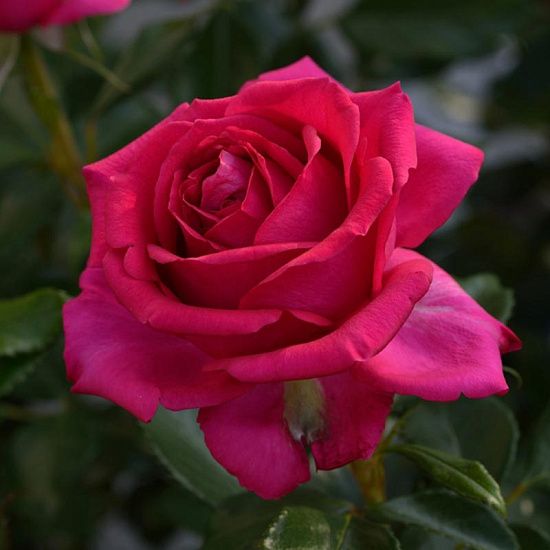 roza_floribunda_rezhis_markon